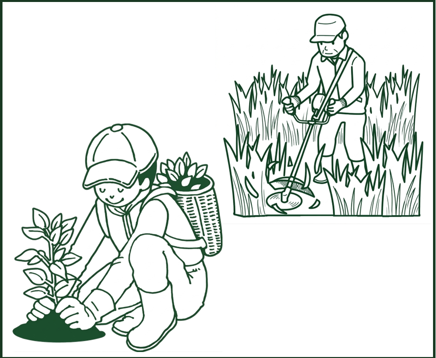 保育 植林 下刈り